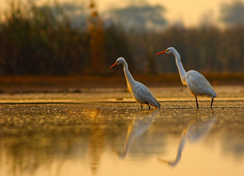 Oiseaux migrateurs