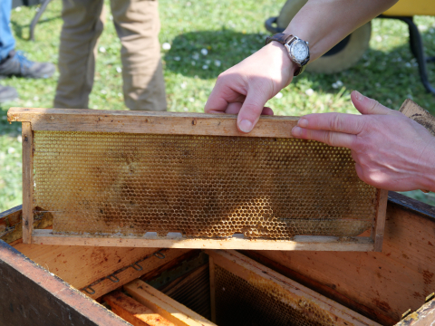 apiculture