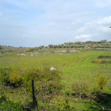 São João da Pesqueira