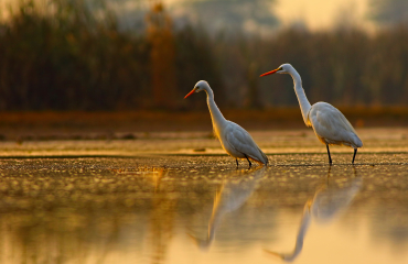 Oiseaux migrateurs