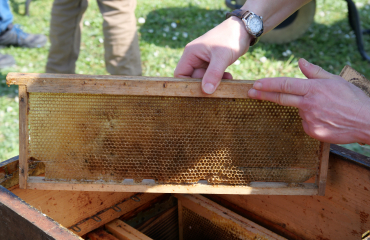 apiculture